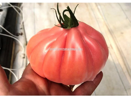 Семена домати Мамипинк/ Mamipink F1 - 250 бр.