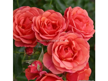 Роза Mandarin (миниатюрна роза), серия Lilliputs - Kordes - 1 брой