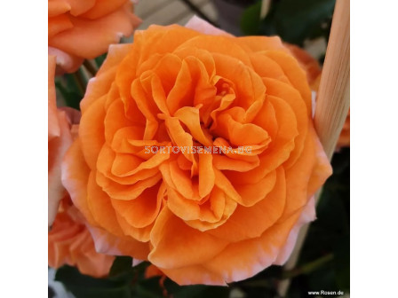 Роза Mango (тип флорибунда) - Kordes - 1 брой