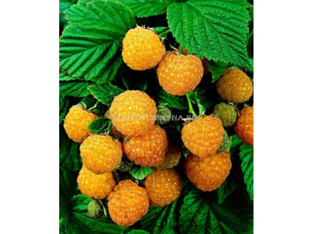 Малина жълта - Raspberry yellow - Patio plant