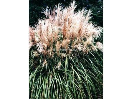 Мискантус /Miscanthus Malepartus / 1 бр