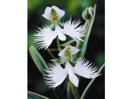 Орхидея - Habenaria radiata 1бр 