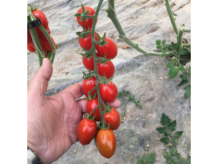 Семена чери домати MOJITOS F1 ZKI - 1000 семена