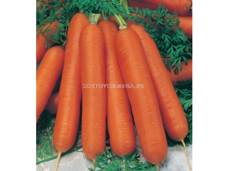 Семена моркови Нантски`SG