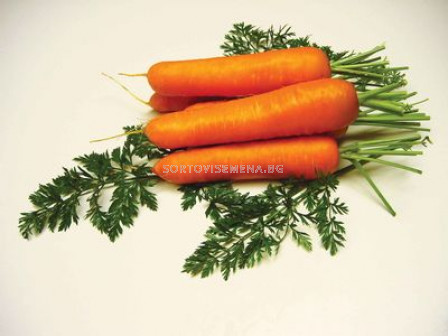 Семена моркови Натива F1 