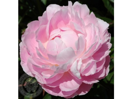 Божур/ LACTIFLORA PAEONIA Mrs. Franklin D. Roosevelt - 1 бр.