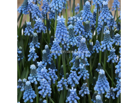 Мускари/ Muscari aucheri Blue Magic - 1 бр.