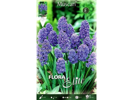 Мускари (Muscari) Blue Spike