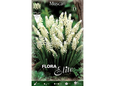 Мускари бели (Muscari botrioides album)