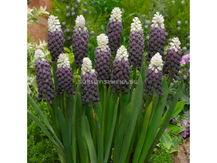 Мускари/ Muscari latifolium Grape Ice - 1 бр.