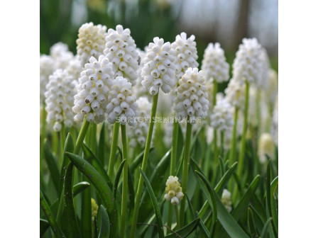 Мускари /Muscari aucheri 'White Beauty'/ 1 бр