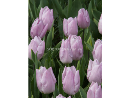 Лале/ Tulips single early 'Mistic Prince - 1 бр.