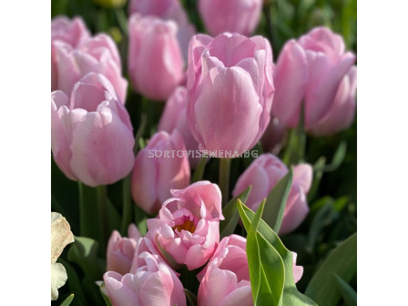 Лале/ Tulip triumph Mistress - 1 бр.