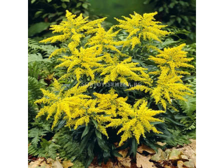 Златник / Solidago Laurin / 1 бр