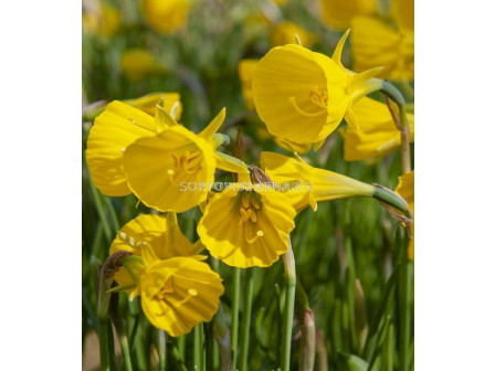 Нарцис /Narcissi 'Golden Bells' z 6/7 