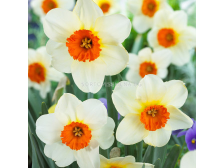 Нарцис/ Narcissus Barrett Browning - 1 бр.