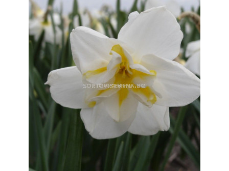 Нарцис /Narcissi papillon 'Lemon Beauty'/