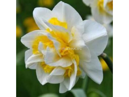 Нарцис ( Narcissus Unique) 1 оп - 5 бр
