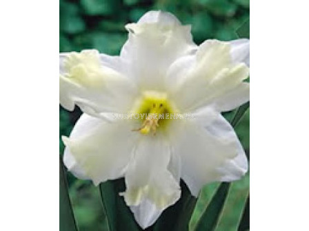Нарцис (Narcissus) Cassata