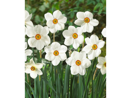 Нарцис (Narcissus) Poeticus Actaea