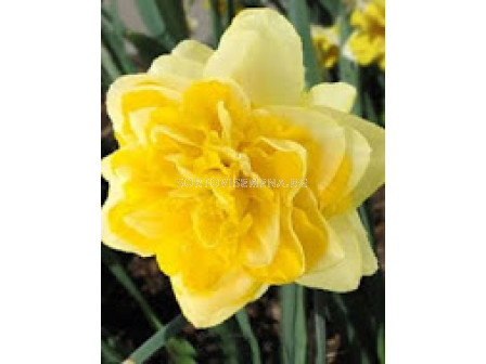 Нарцис (Narcissus) Sweet Pomponette