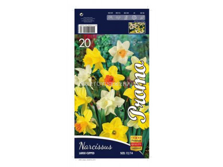 Нарцис (Narcissus) Large Cupped Mix 