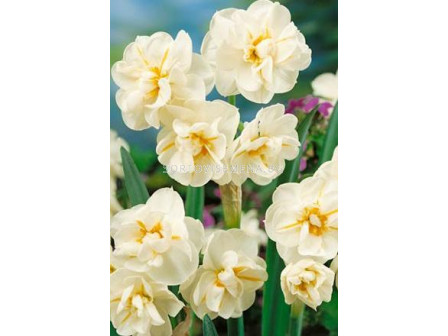 Нарцис (Narcissus) Multiflora Sir Whinston Churchill - (по няколко цвята на дръжка)