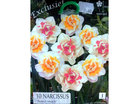 Нарцис (Narcissus) Perfect Match (10 луковици)
