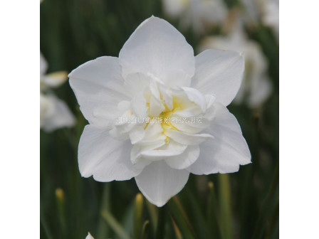 Нарцис/ Narcissi double Snowball - 1 бр.