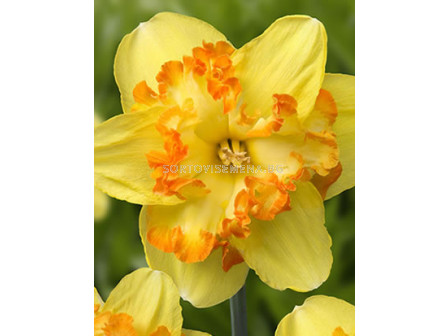 Нарцис (Narcissus) Blazing Starlet