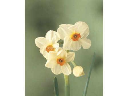 Нарцис (Narcissus) Multiflora Cragford (по няколко цвята на дръжка)