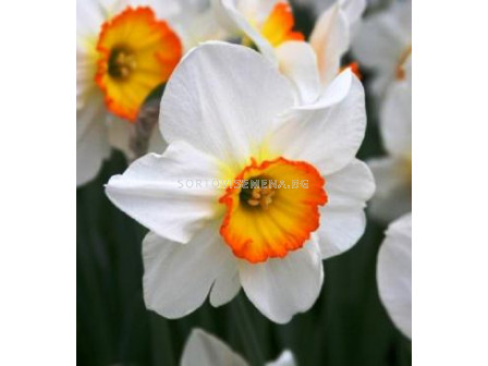 Нарцис (Narcissus) Large-cupped Flower Record