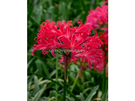 Нерине Nerine Pearls of cherry 1 бр