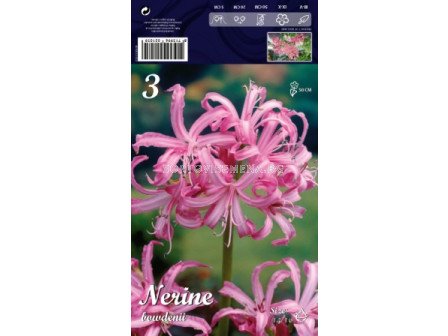 Нерине Розово - Nerine Pink