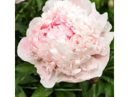 Божур/ LACTIFLORA PAEONIA Nick Shaylor - 1 бр.