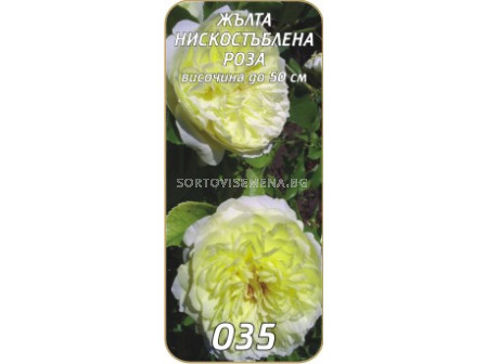 Нискостъблена роза 035