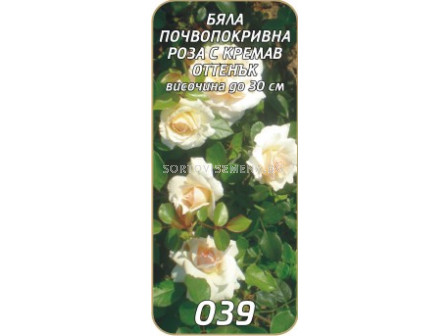 Нискостъблена роза 039