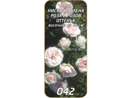 Нискостъблена роза 042