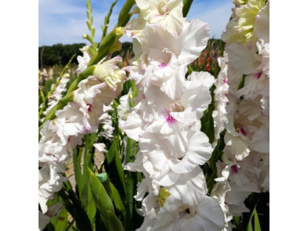 Гладиол/ Gladiolus large-flowered Norma Jean 12/14 - 1 бр.