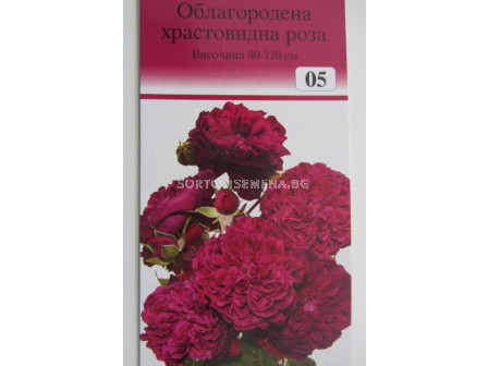 Облагородена храстовидна роза: Каталожен номер 05