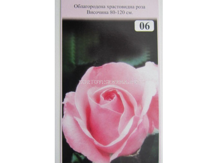 Облагородена храстовидна роза: Каталожен номер 06