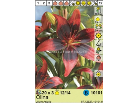 Лилиум Olina/ Lilium  - 1 опаковка - 3 броя