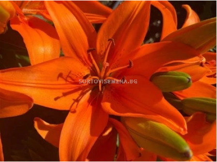 Лилиум азиатски Orange Matrix'/ Lilium asiatic 'Orange Matrix' - 1бр