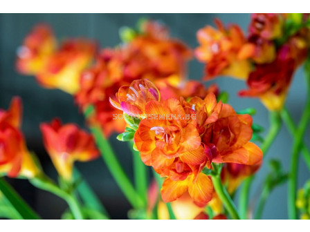 Фрезия кичеста оранжева/ Freesia double orange - 1 бр