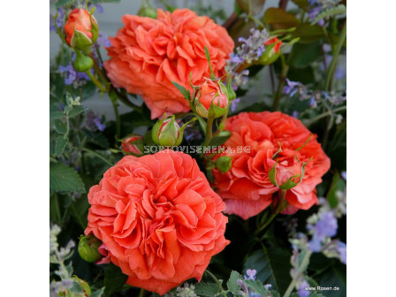 Роза Orangerie  ADR - 1 брой
