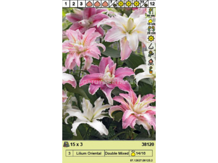 Лилиум ориентал микс/ Lilium Oriental Double Mixed - 1 опаковка - 3 броя