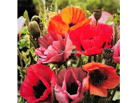 Ориенталски мак микс - Papaver orientalis Mixed -5 бр