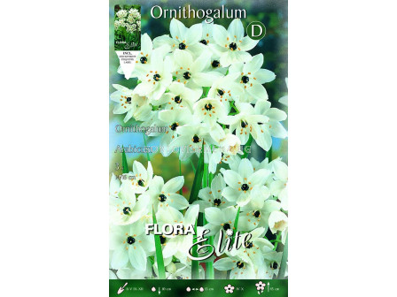 Гарвански лук /Ornithogalum arabicum/ 1 бр