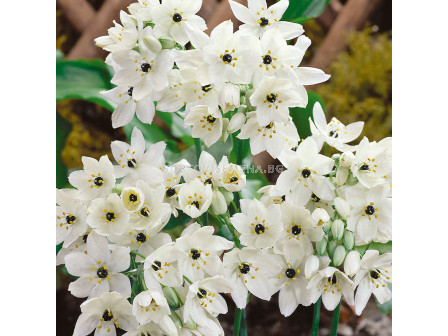 Гарвански лук /Ornithogalum saundersiae / 1 бр