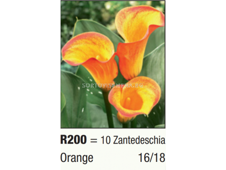 Кала Orange/ Zantedeschia  - 1 бр.